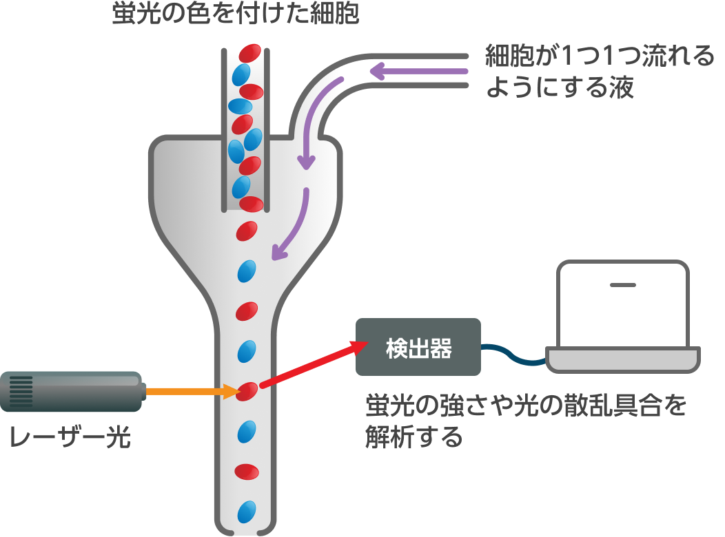 フローサイトメトリーとはどんな検査なの？